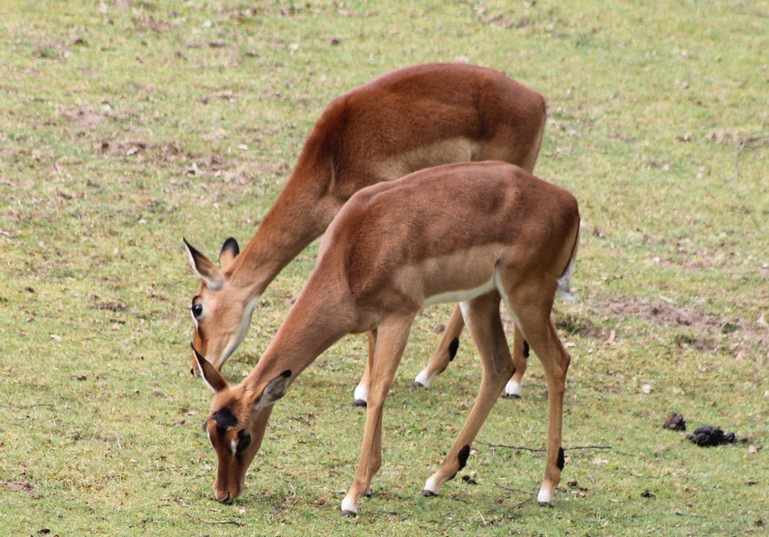 Impalas
