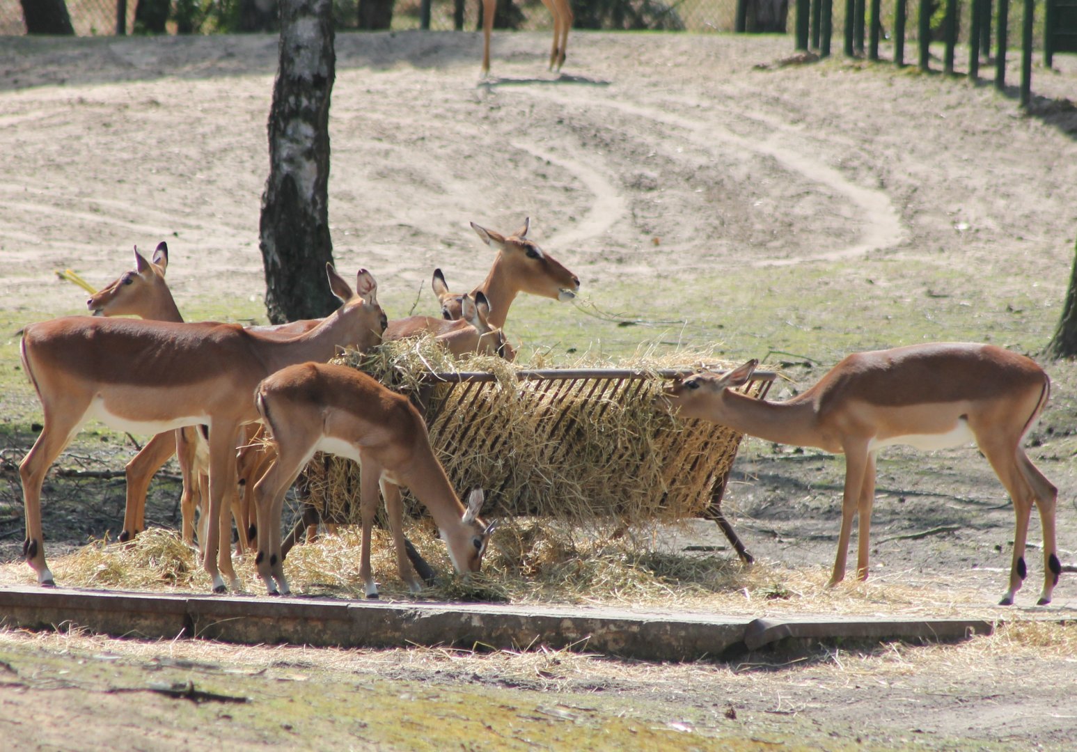 Impalas