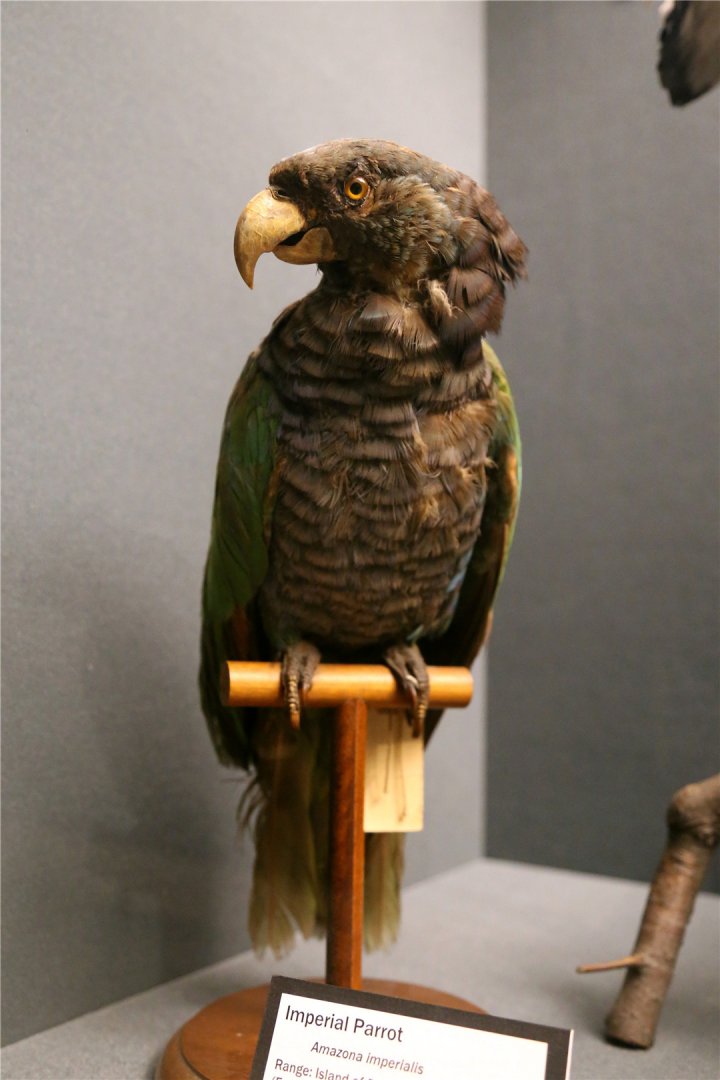 Imperial amazon (Amazona imperialis)