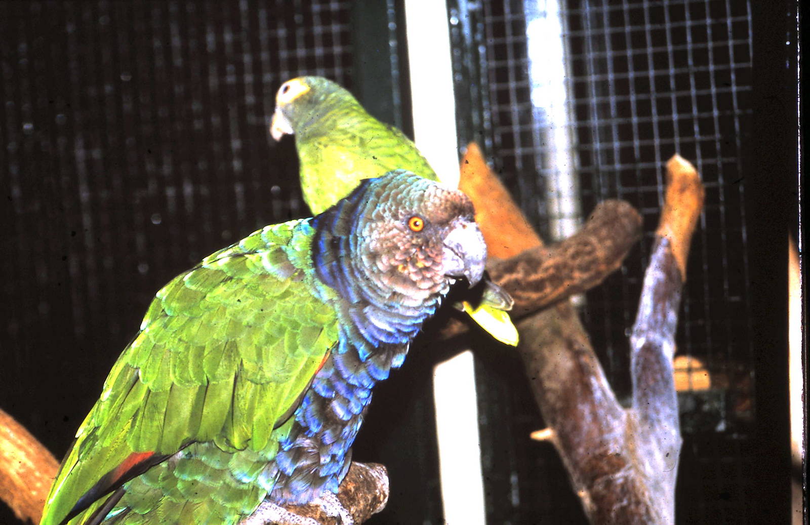 imperial amazon parrot
