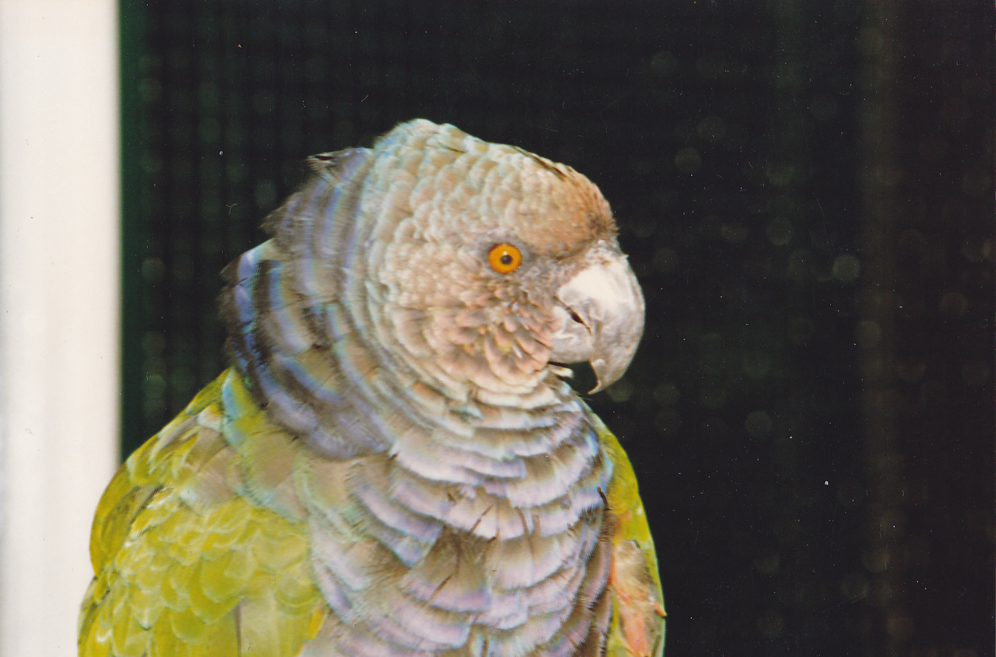 Imperial amazon parrot