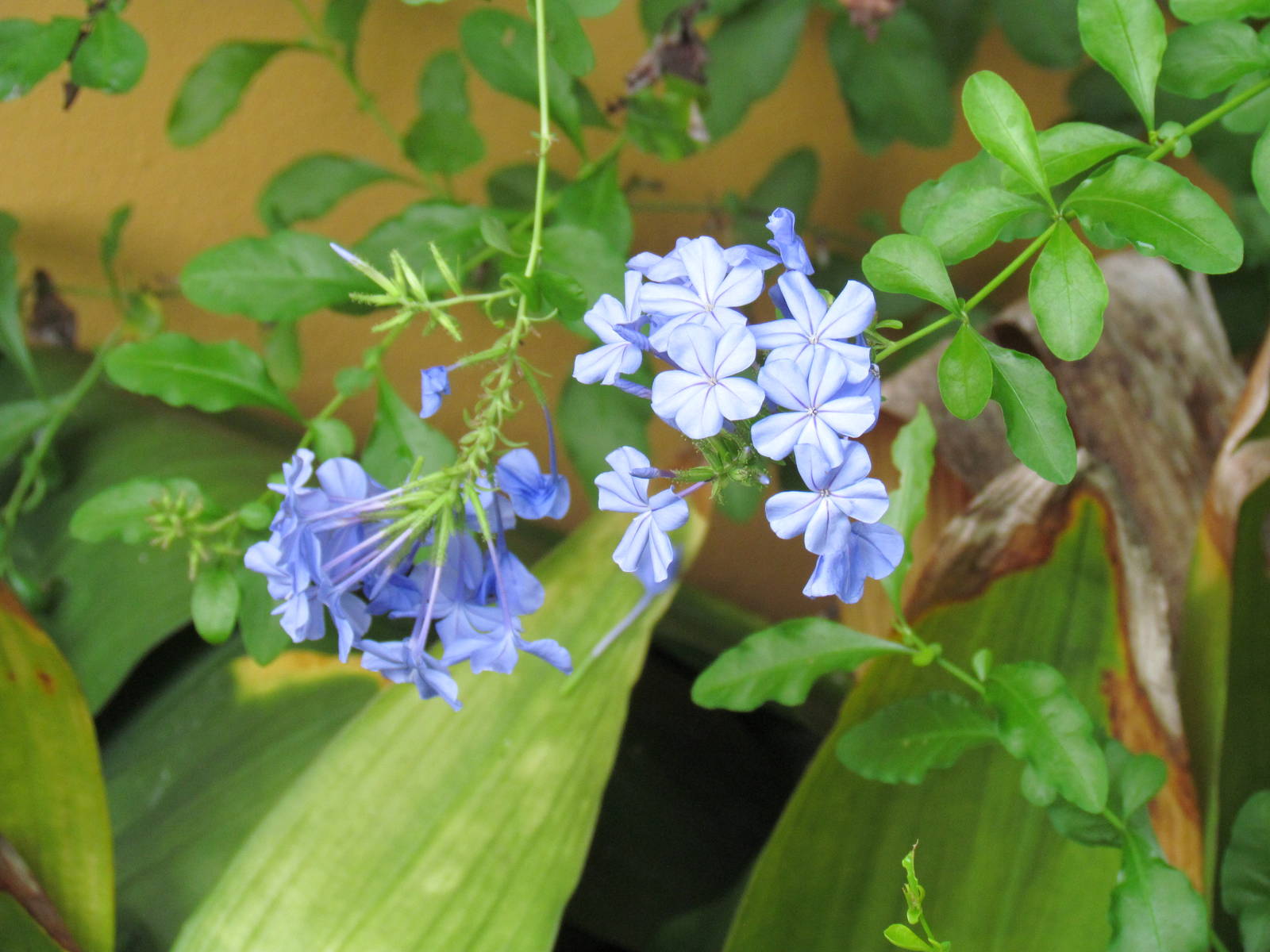 Imperial Blue Plumbago