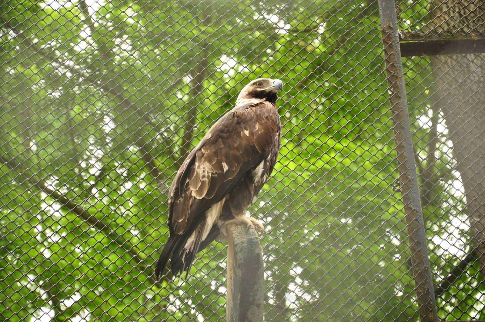 Imperial eagle/ Aquila heliaca