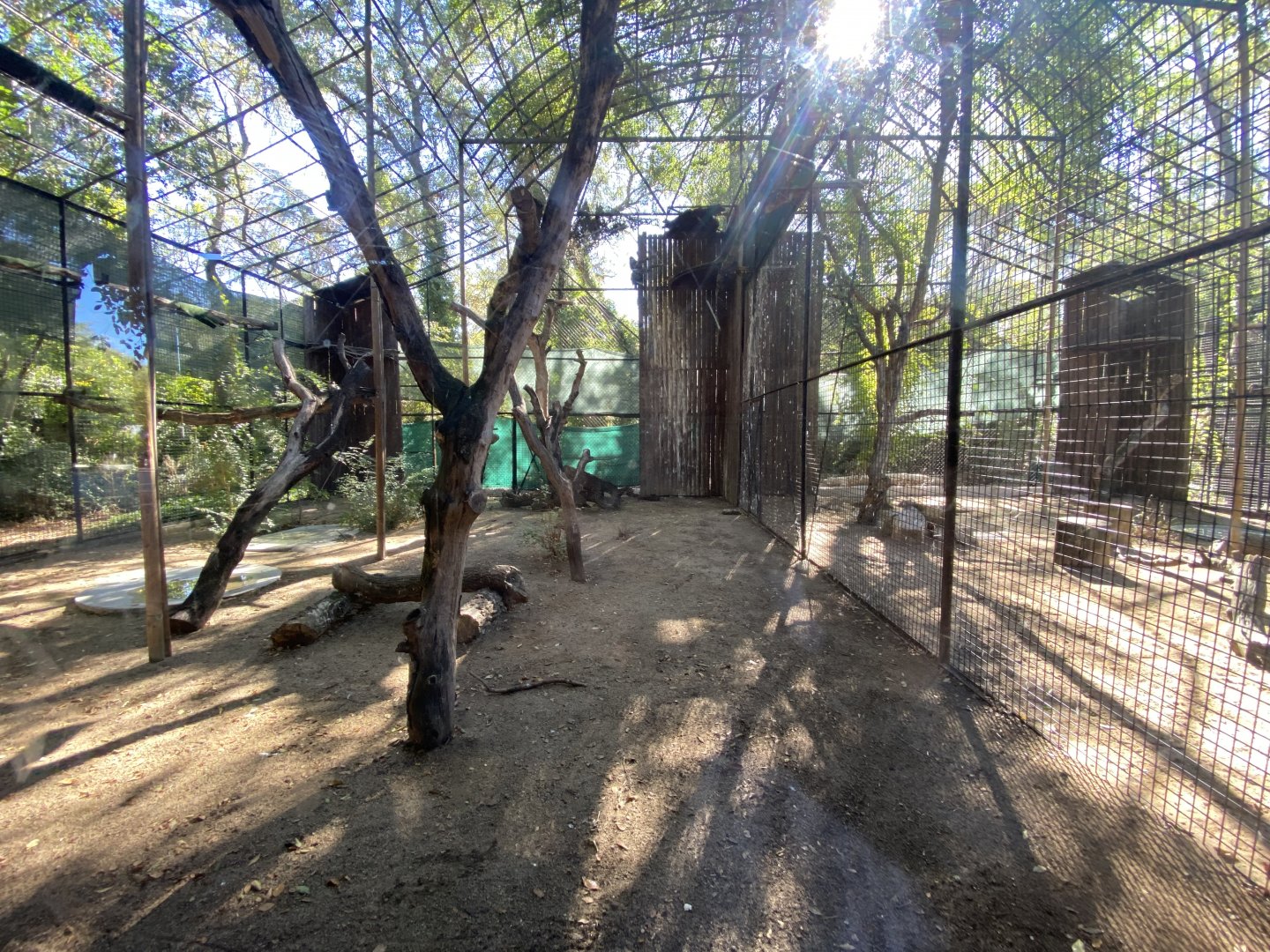 Imperial eagle aviary