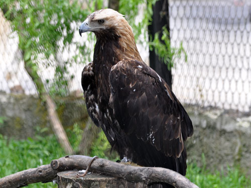 Imperial Eagle in Kishinev Zoo