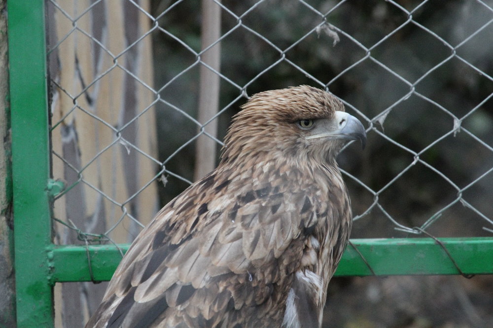 Imperial Eagle(mashhad zoo)