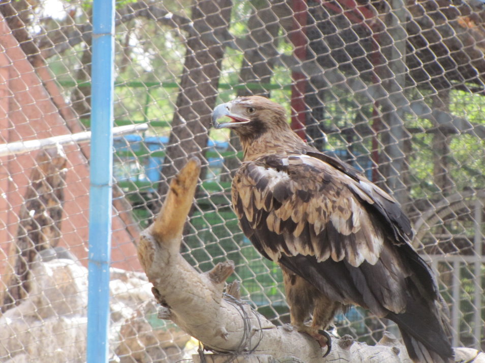 imperial eagle(tehran zoo)
