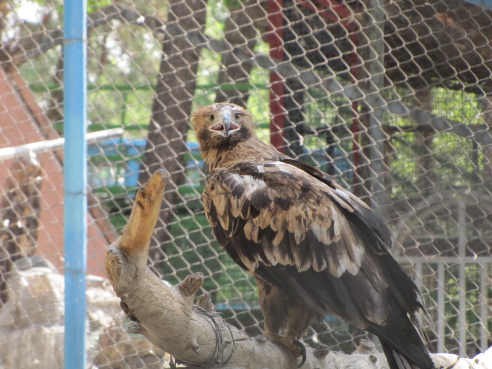 imperial eagle(tehran zoo)
