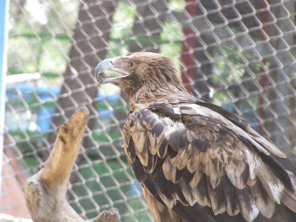 imperial eagle(tehran zoo)