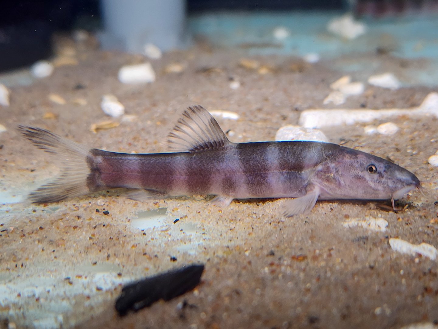 Imperial Flower Loach (Leptobotia elongata)