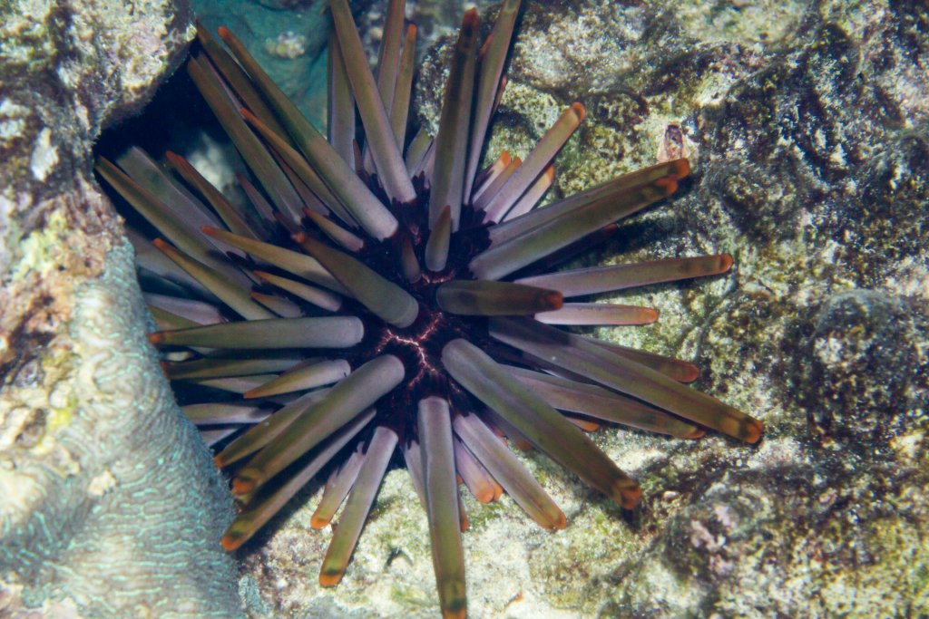 Imperial Lance Urchin
