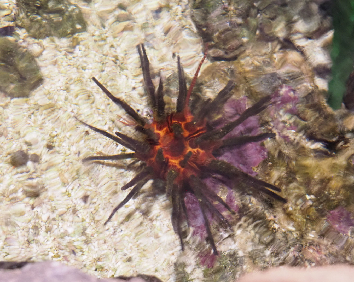 Imperial lance urching (Phyllacanthus imperialis), 2022-09-14