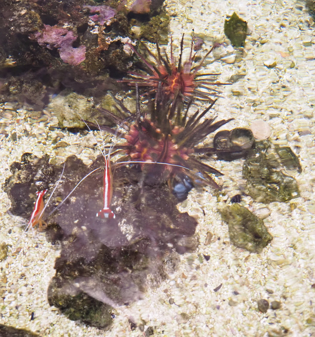 Imperial lance urching (Phyllacanthus imperialis) and Pacific cleaner shrimp (Lysmata amboinensis), 2022-09-14