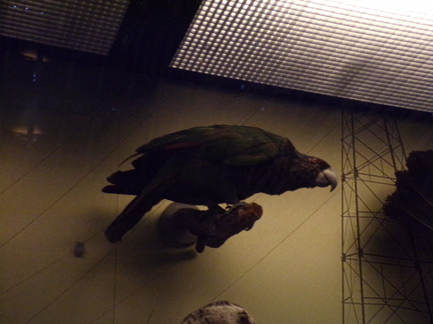 Imperial parrot 26.8.23