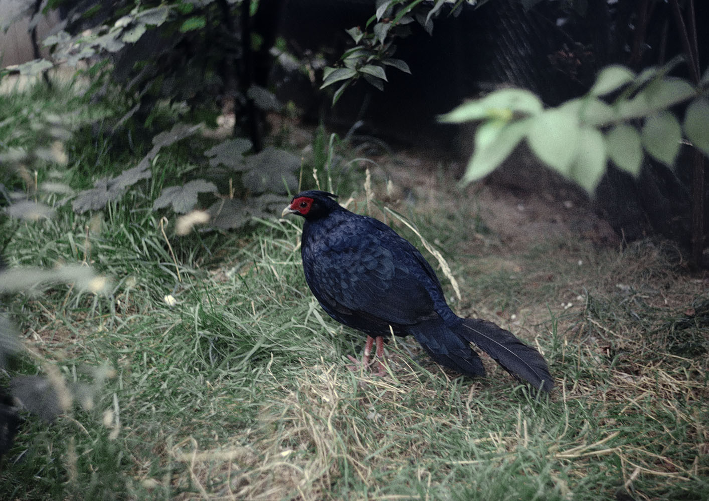 "Imperial pheasant" 1972