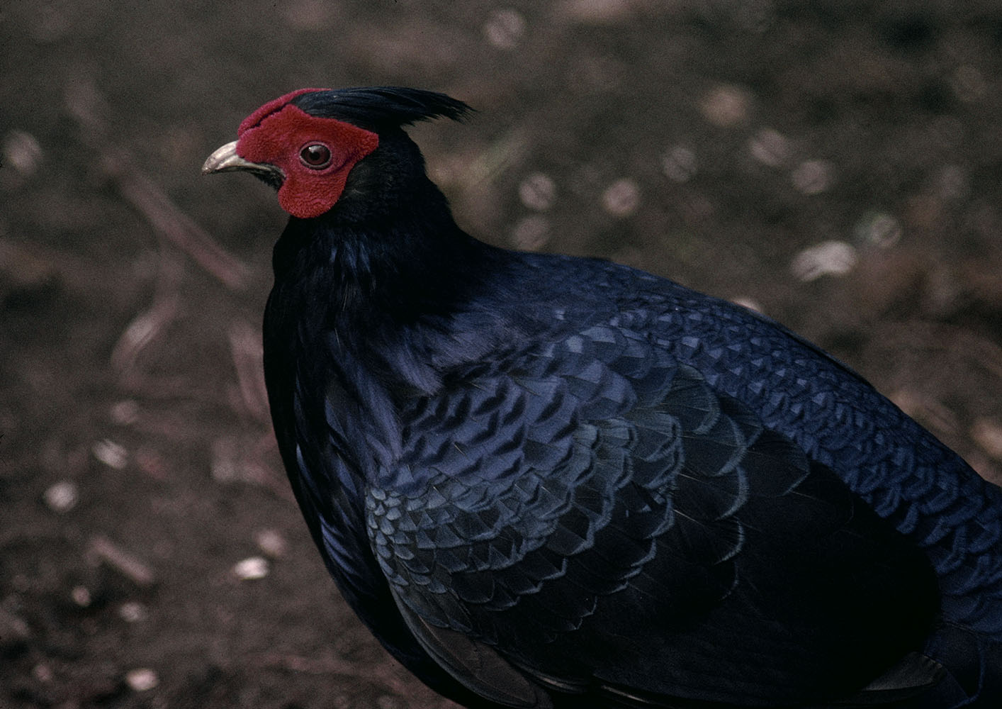 "Imperial pheasant" 1973