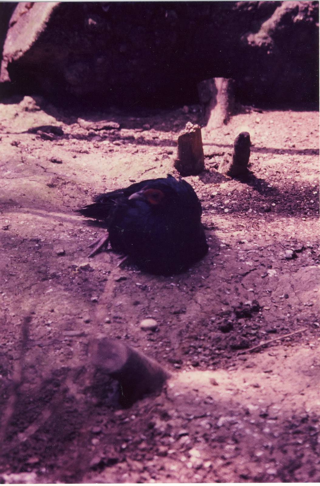 Imperial Pheasant hybrid London Zoo 28 September 1985