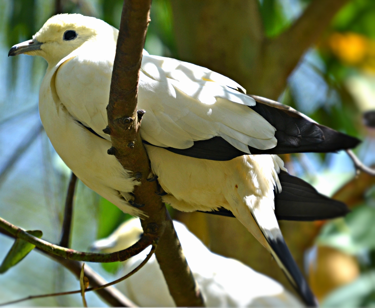IMPERIAL PIED DOVE