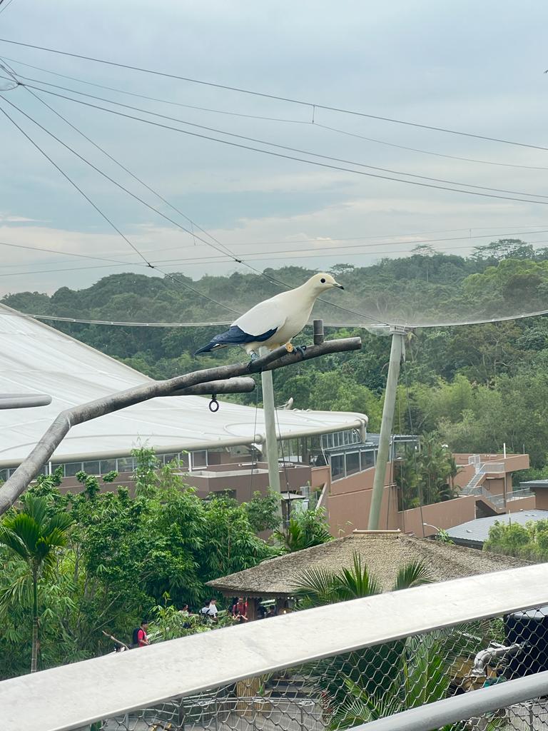 Imperial Pied Pigeon
