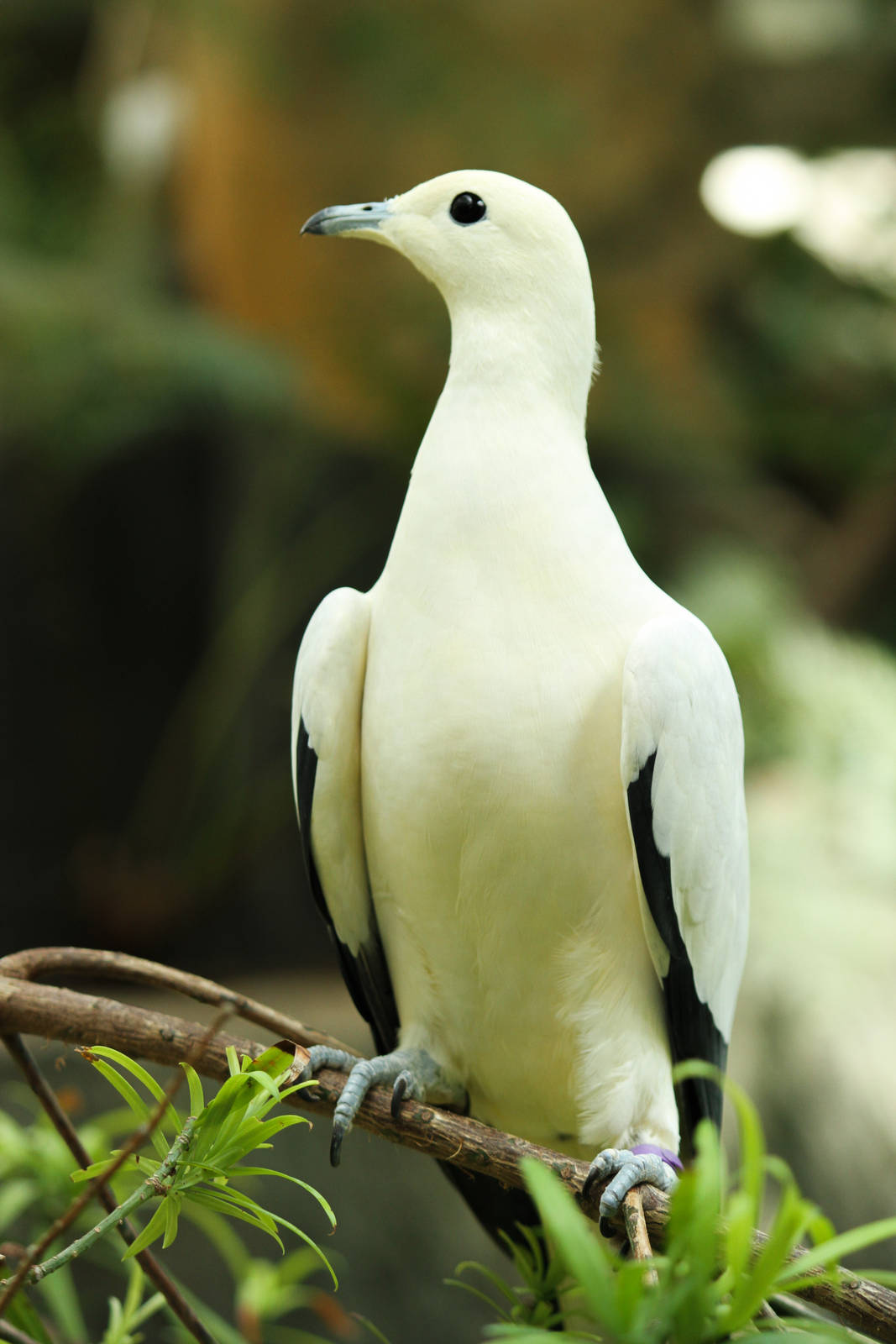 Imperial Pigeon 24/07/2013