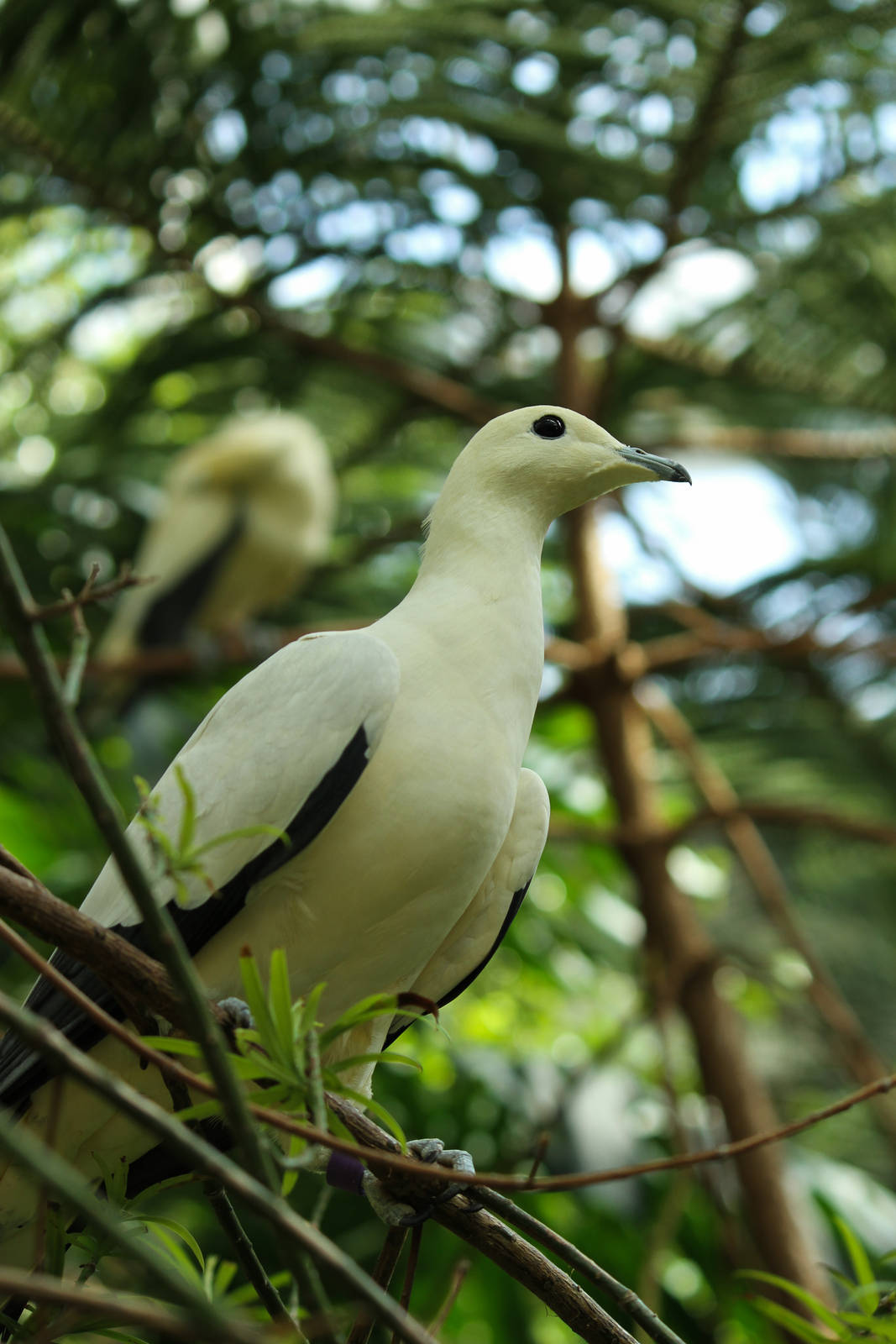 Imperial Pigeon 24/07/2013