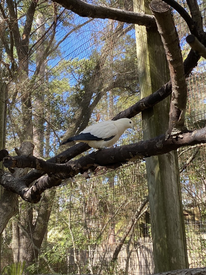 Imperial Pigeon in Walk-Through Aviary