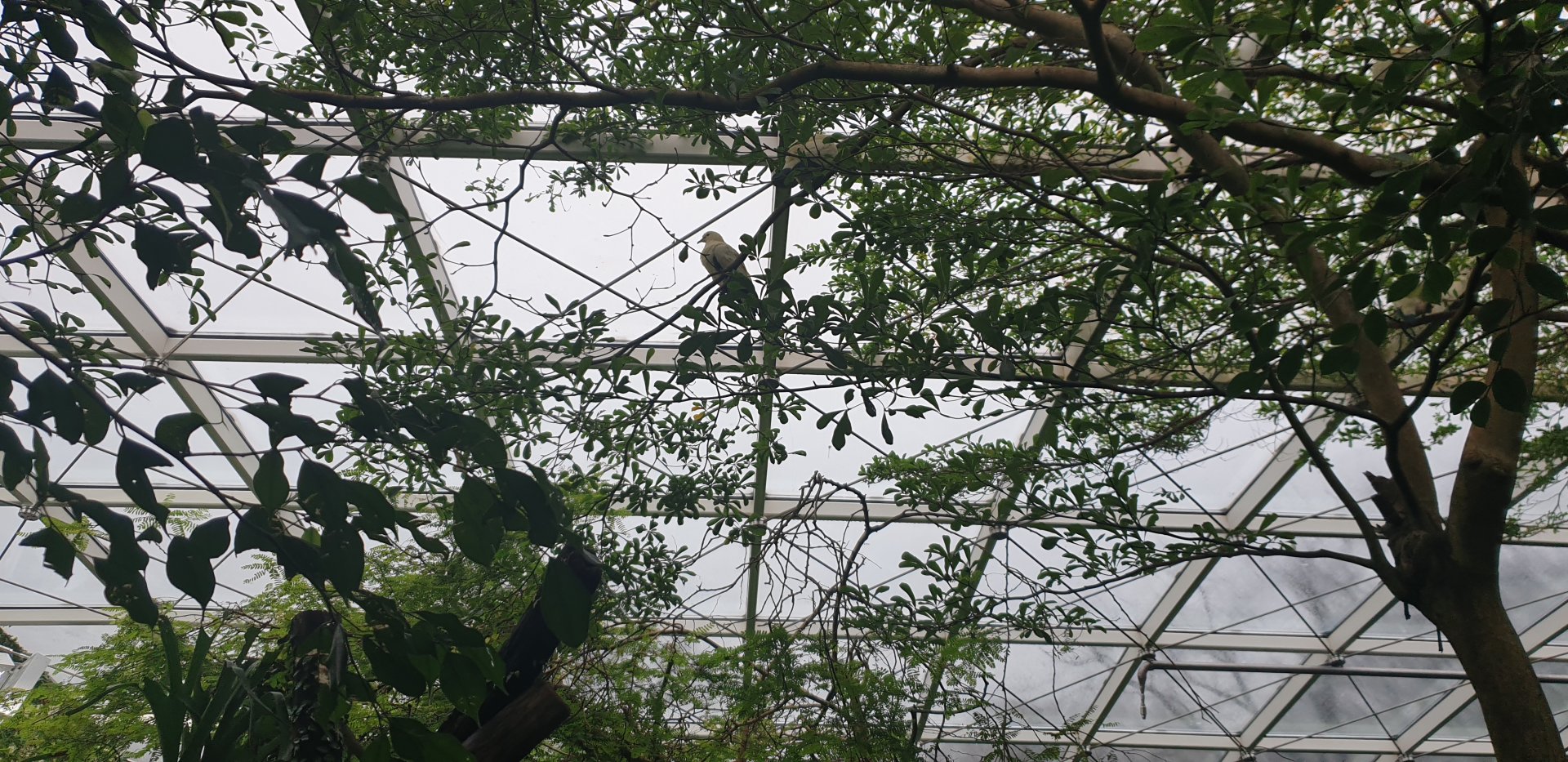 Imperial Pigeon, Rainforest