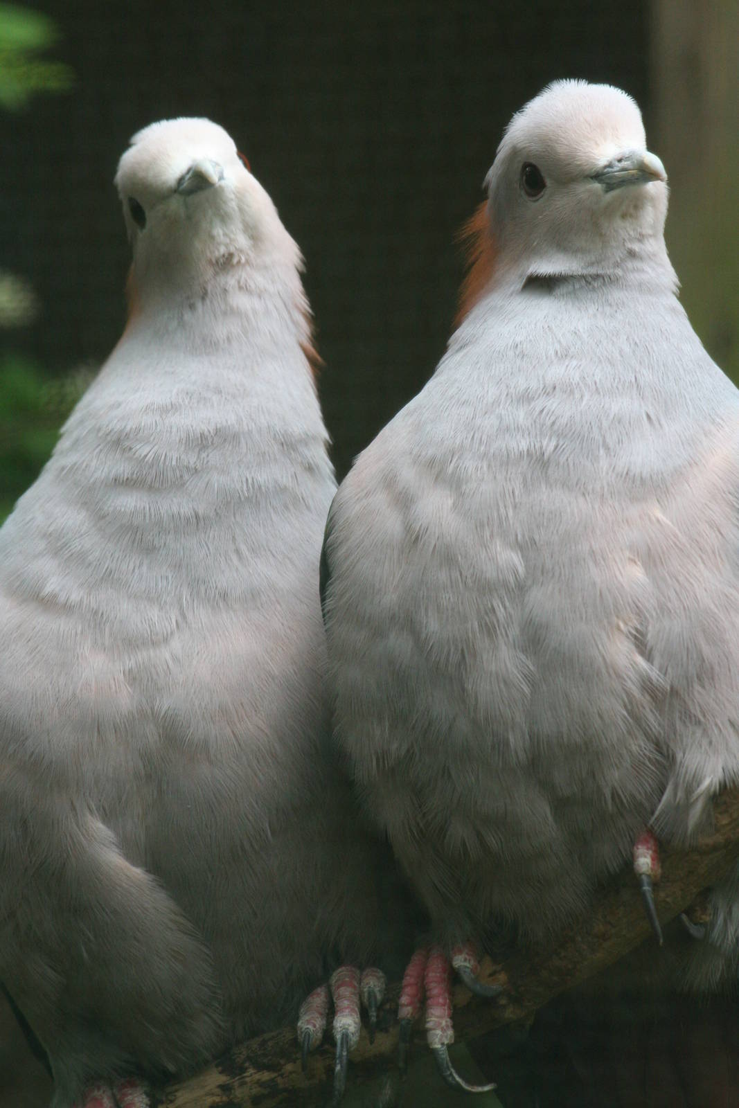 Imperial pigeon sp?