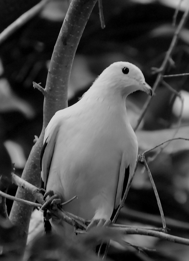 IMPERIAL PIGEON