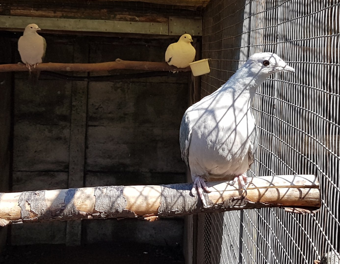Imperial Pigeons