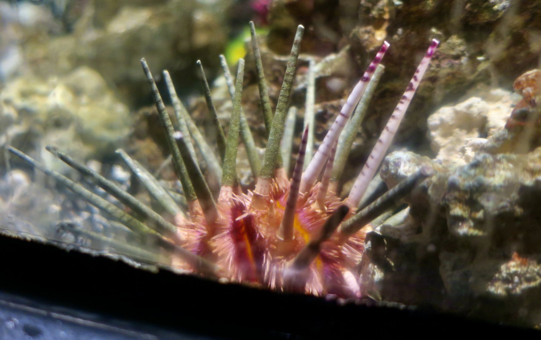 Imperial Sea Urchin (Phyllacanthus imperialis)