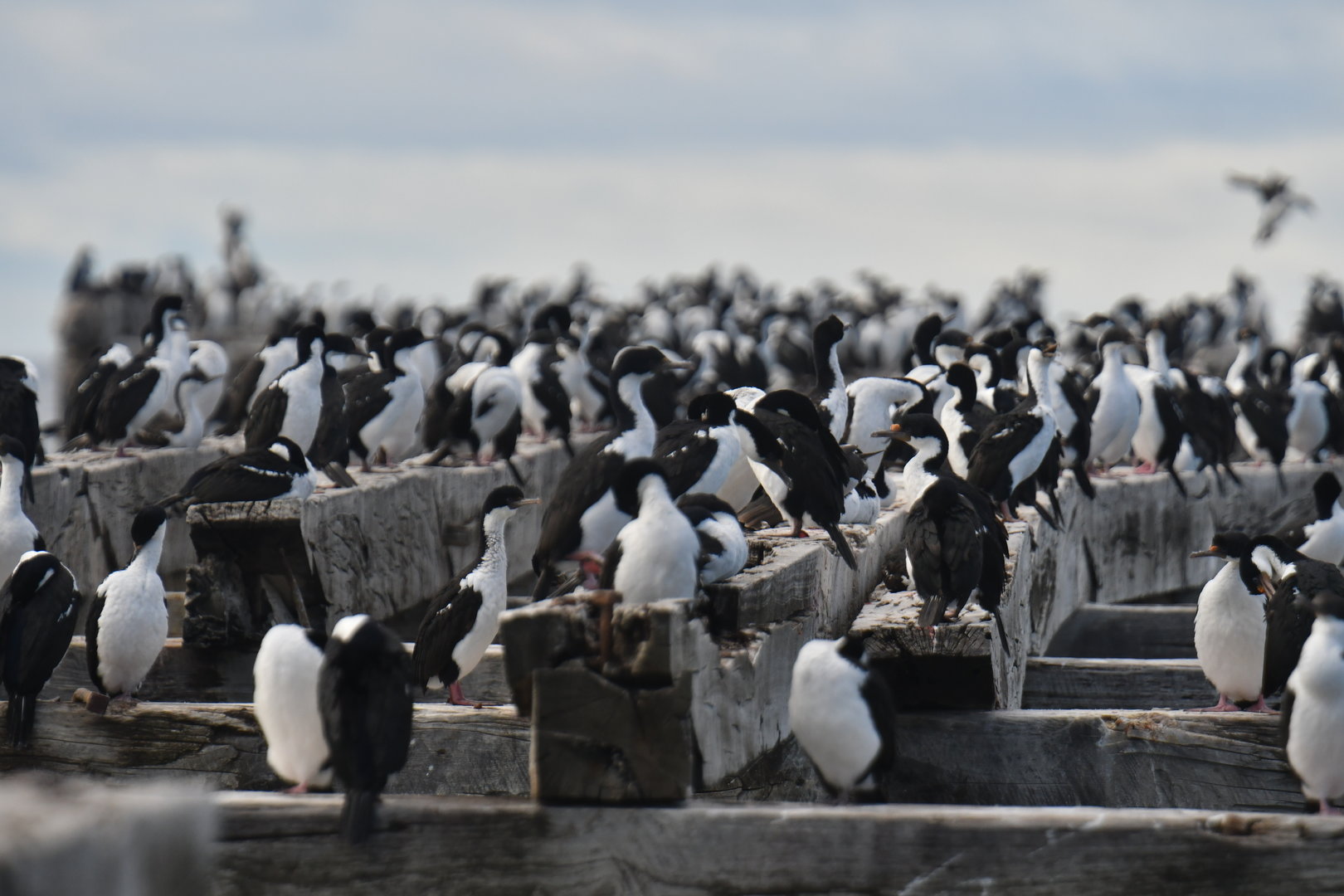 Imperial Shag colony in Punta Arenas