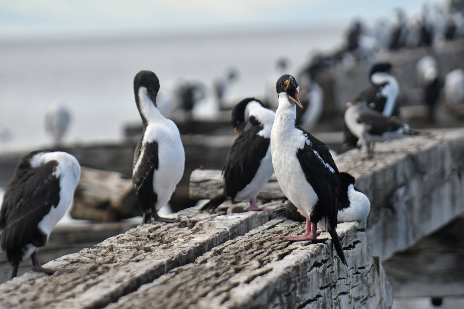 Imperial Shag Leucocarbo atriceps