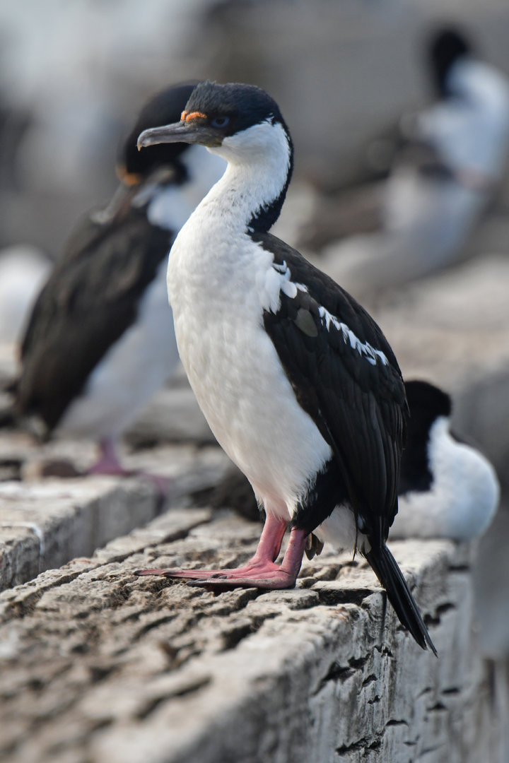 Imperial Shag Leucocarbo atriceps