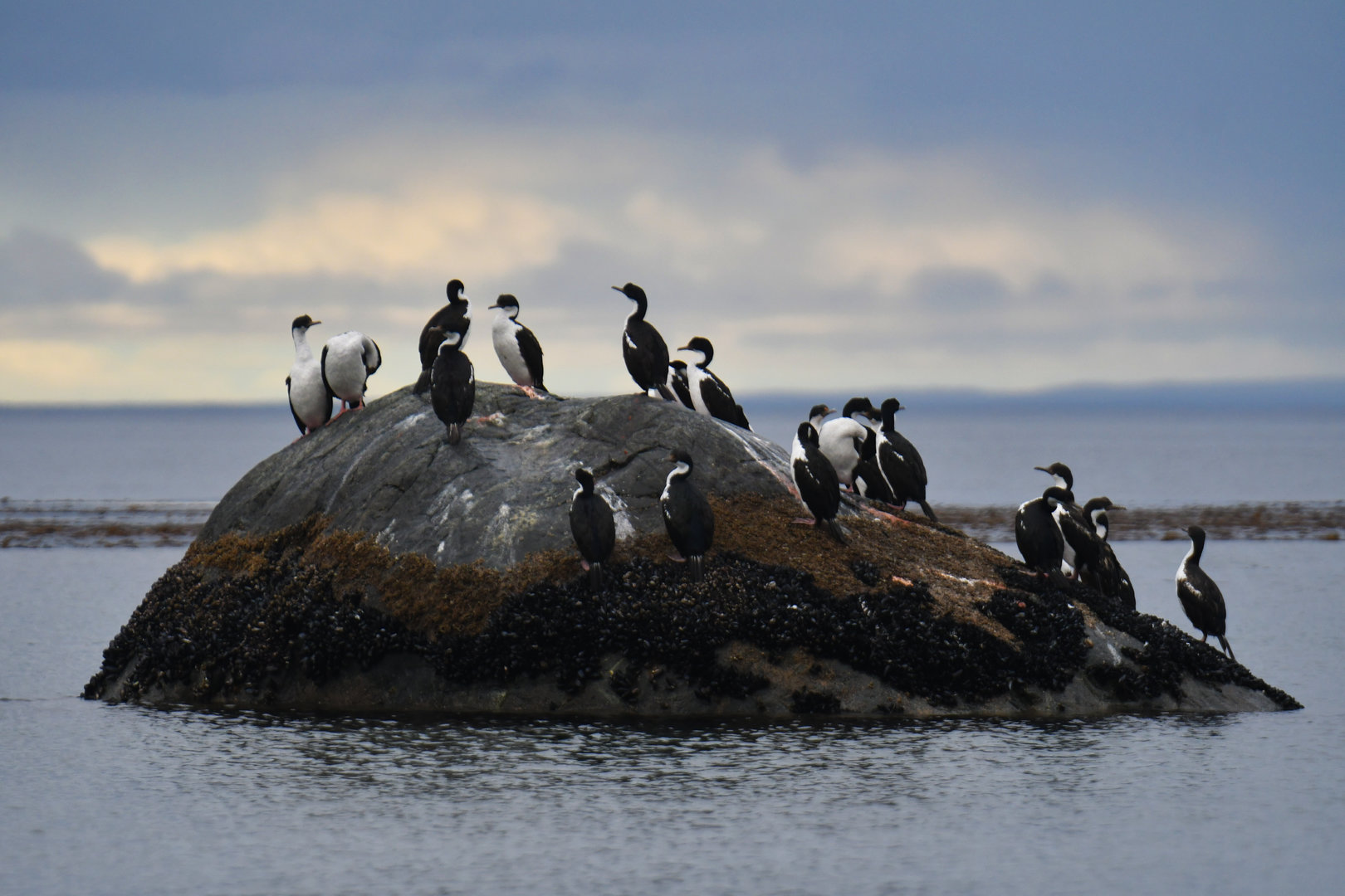 Imperial Shag Leucocarbo atriceps