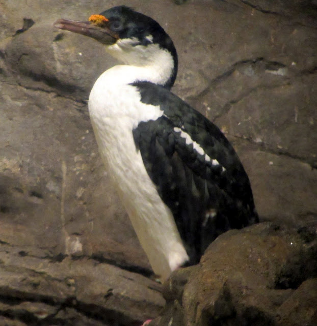 Imperial Shag