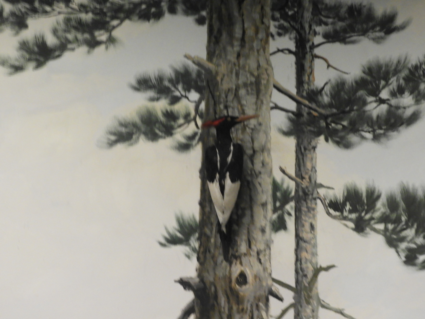 Imperial Woodpecker (Campephilus imperialis) taxidermy specimen