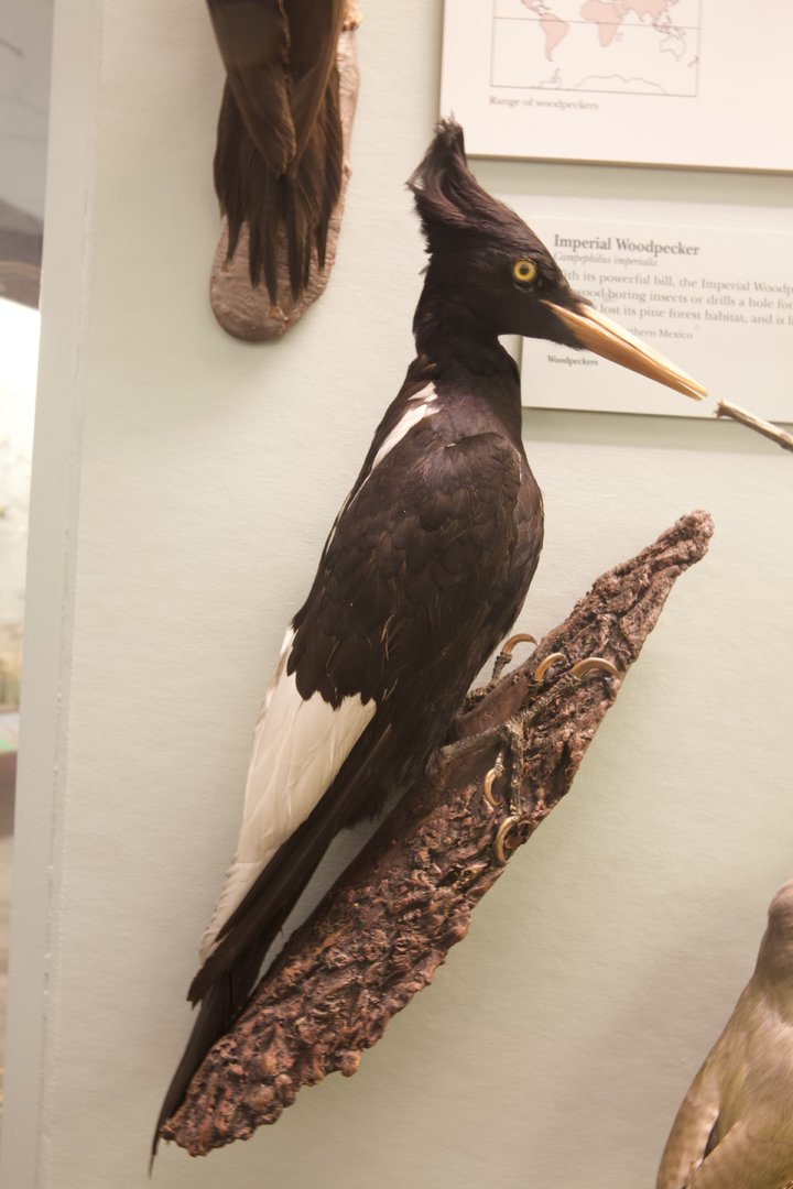 Imperial Woodpecker/ Campephilus imperialis