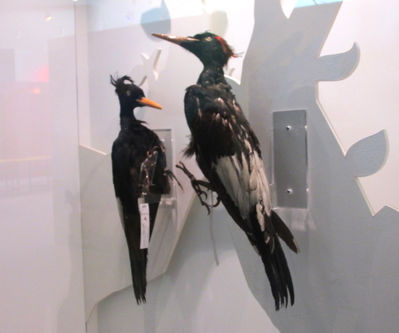 Imperial Woodpeckers, male and female