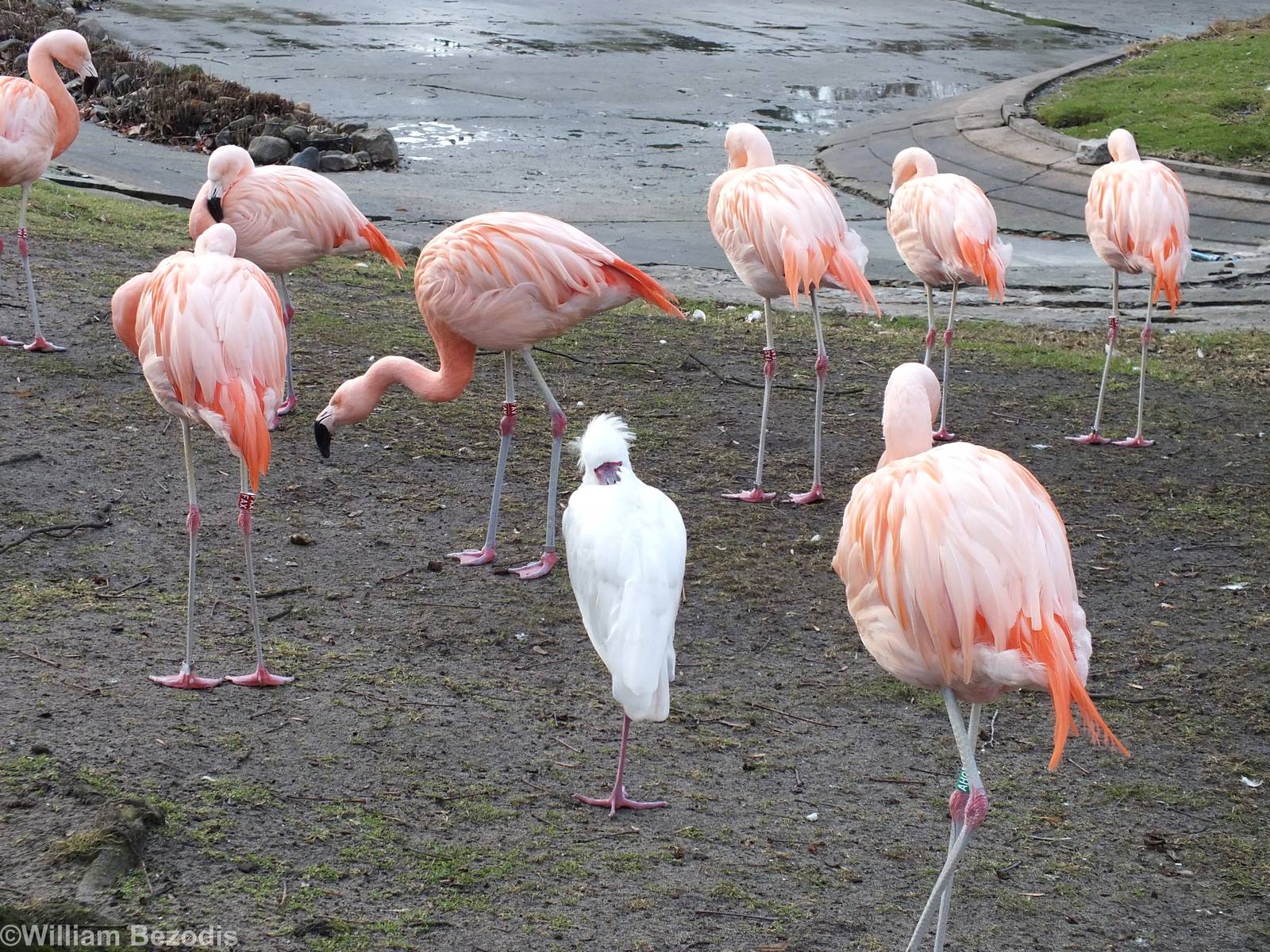 Imposter Amongst the Flamingoes
