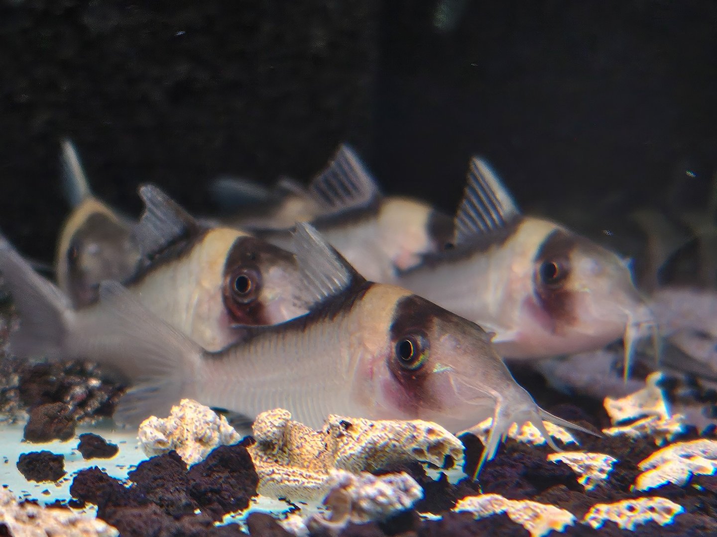 Imposter Cory (Brochis imitator)