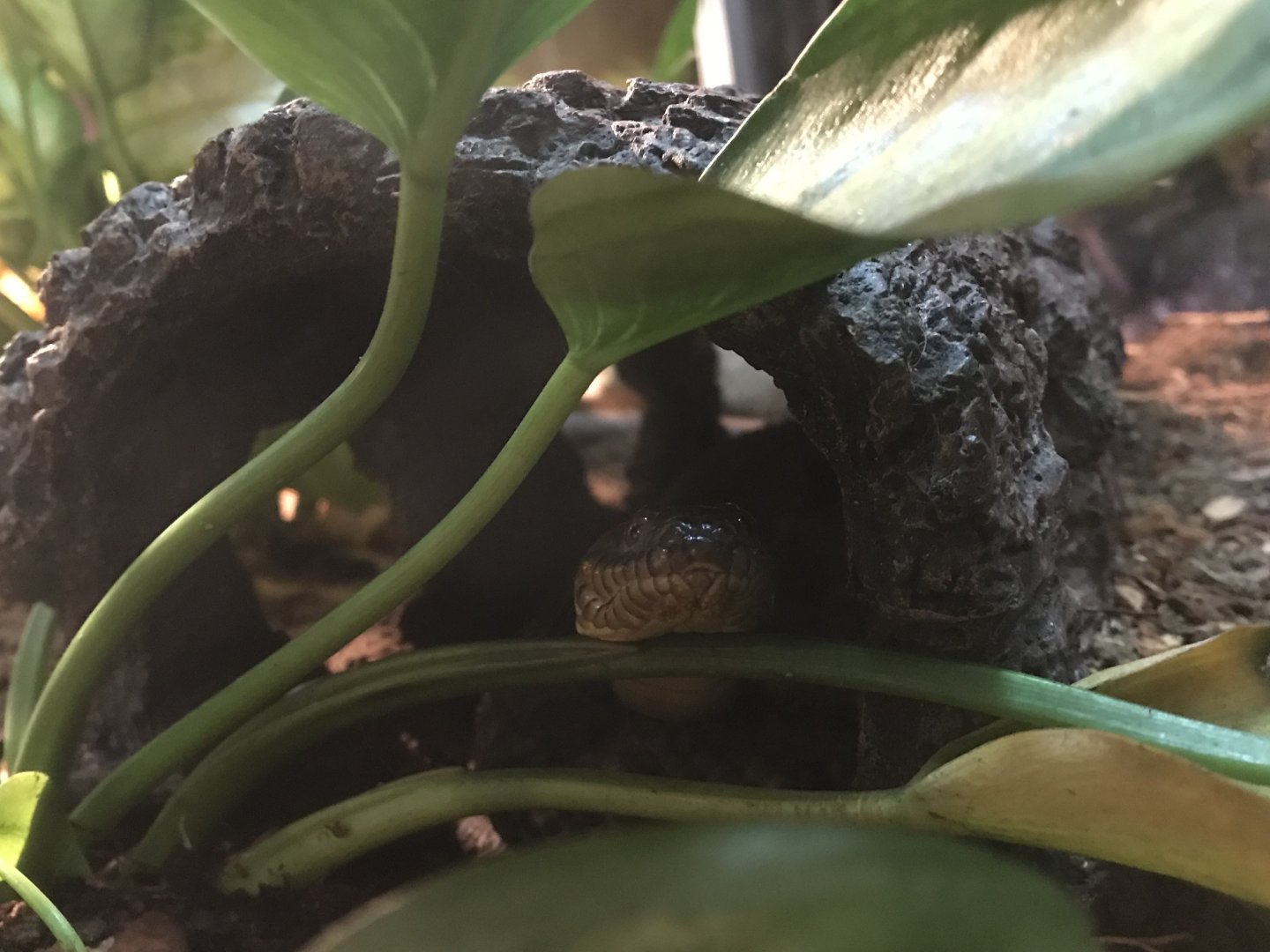 Imposter - Diamondback Water Snake (Nerodia rhombifer)