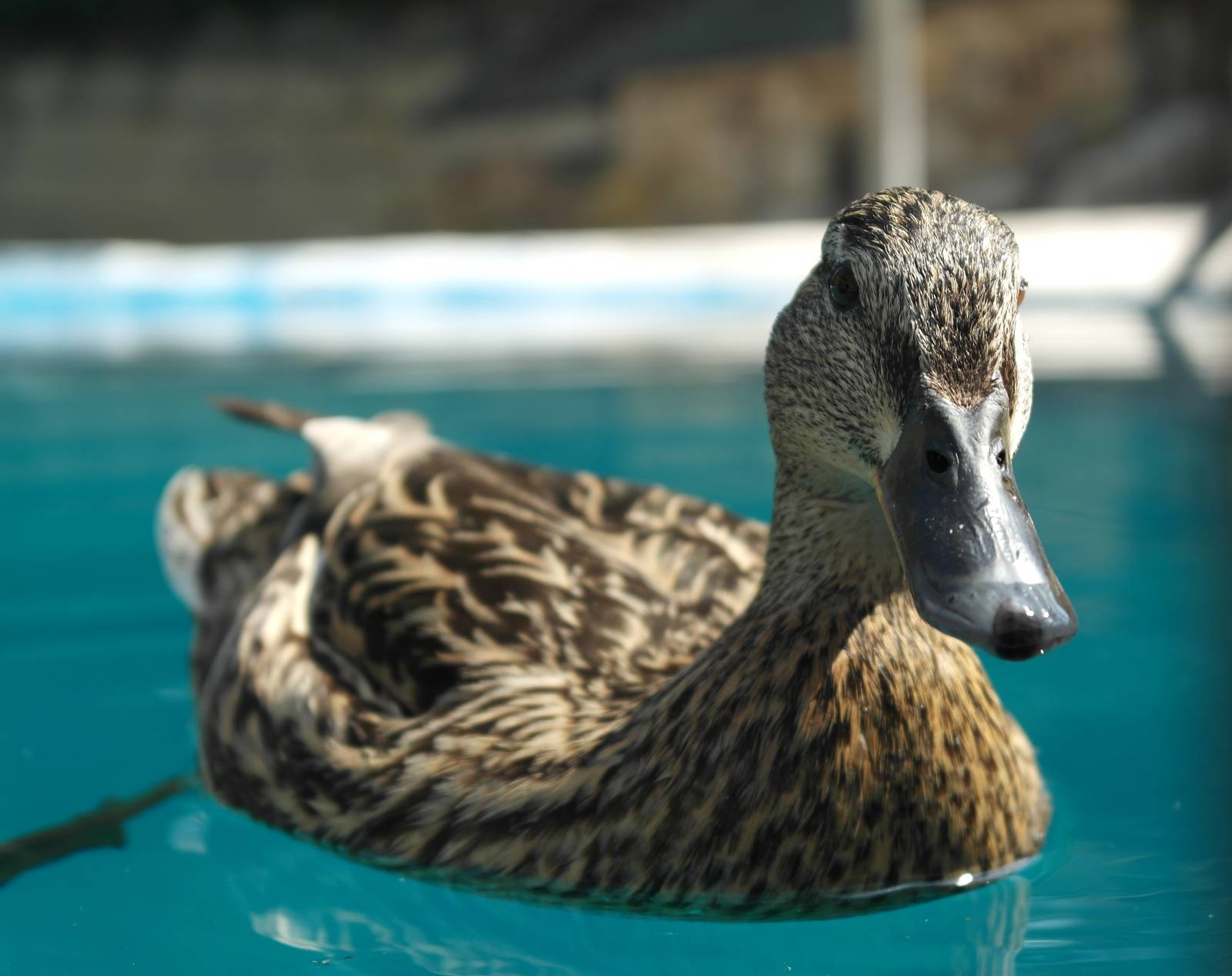 Imposter in the penguin pen