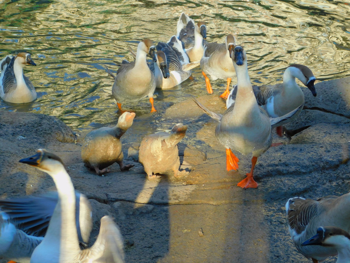 Impostors Among Tthe Geese at the Ankara Domestic Animal Park