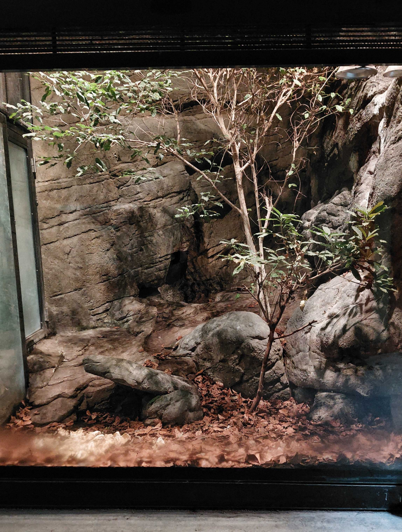 Impressed tortoise exhibit