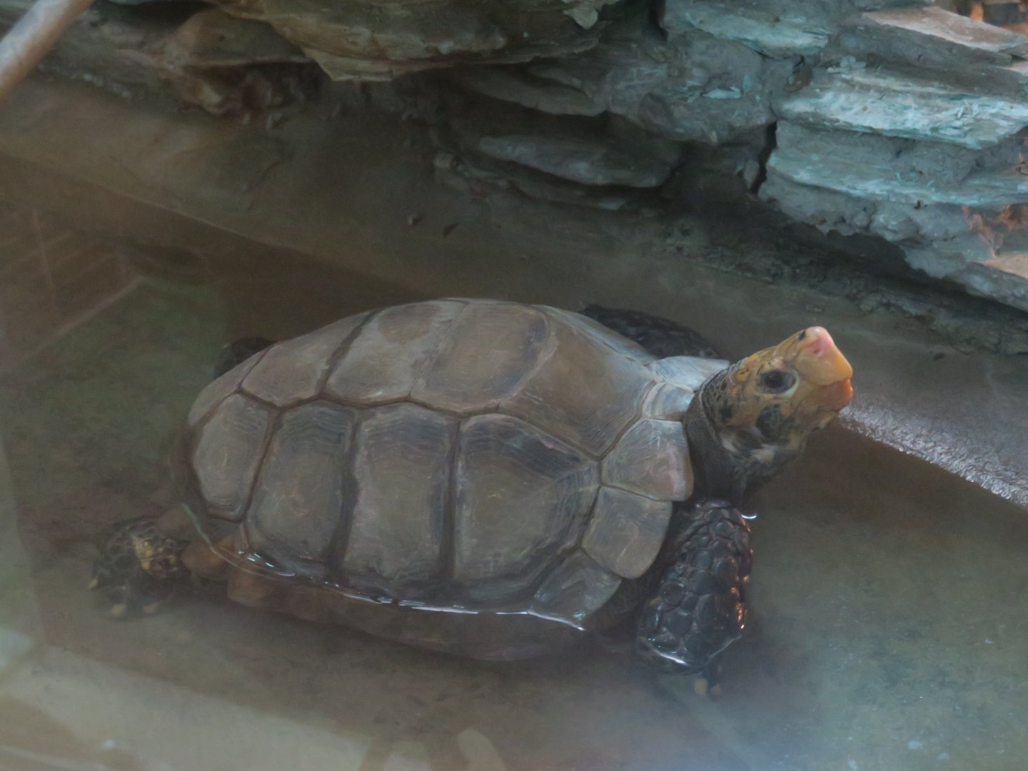 impressed tortoise (Manouria impressa)