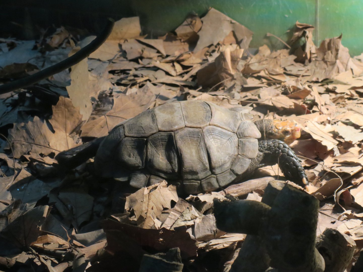 impressed tortoise (Manouria impressa)