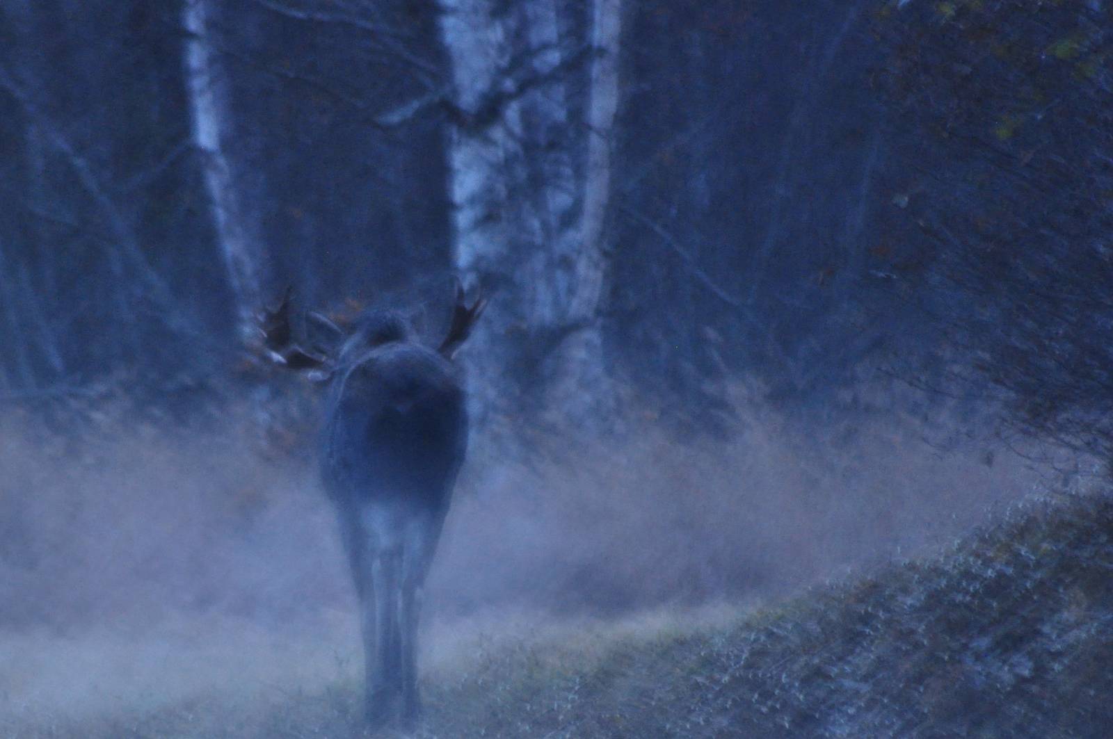 Impression of a Bull Moose - Alaska