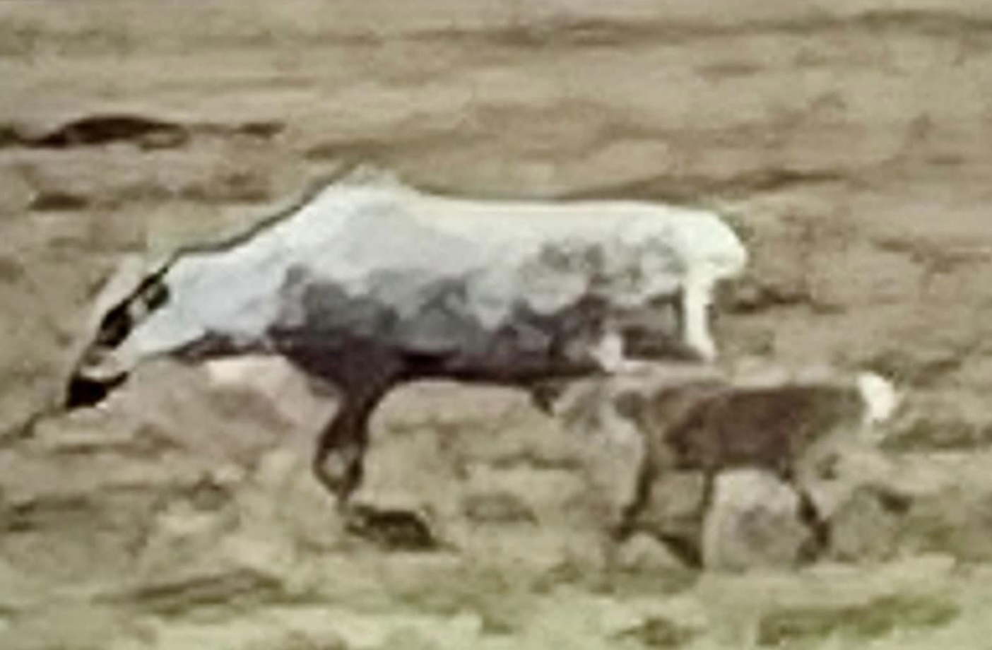 Impression of Caribou - Alaska