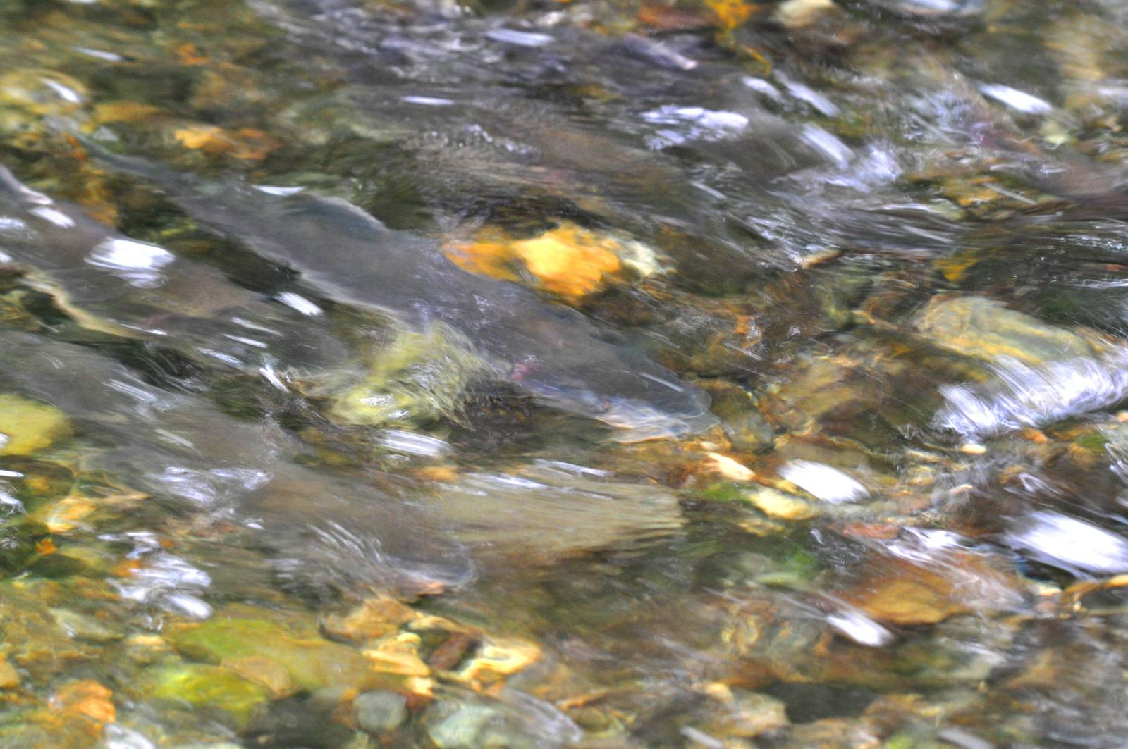 Impression of Salmon - Alaska